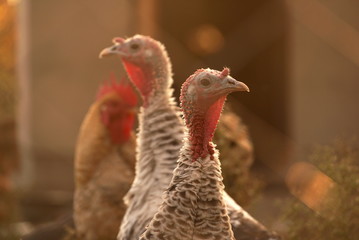 two turkeys on a farm