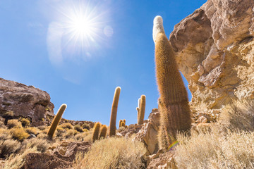 Huge cactuses Salar De Uyuni island mountains scenic landscape