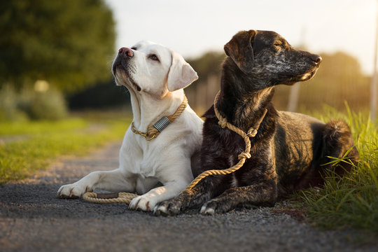 Zwei junge hübsche Hunde mit Halsband und Leine liegen nebeneinander auf einem Weg bei sonnenuntergang 