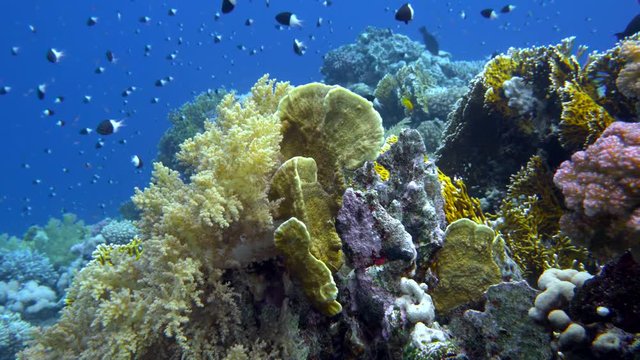 school of fish Sea goldie (Pseudanthias squamipinnis) and Bicolor Damselfish (Chromis dimidiata) swims over a coral reef in the background of blue water, Red sea, Sharm El Sheikh