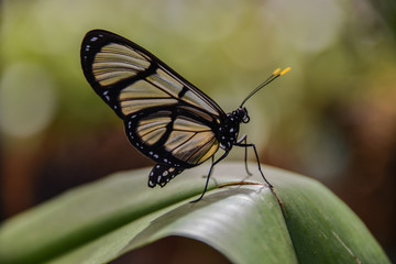 Glasswing