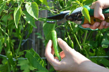 Picking green pepper