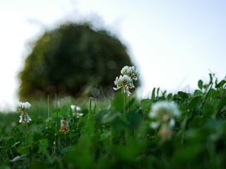 Klee auf der Wiese