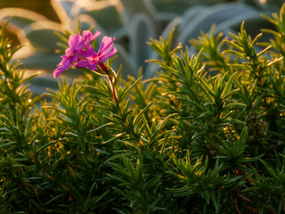 Pinke Blume im Sonnenuntergang