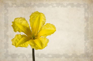 Blossom yellow meadow flower on the grungy background