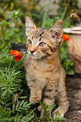 Naklejka premium Striped brown kitten with big ears and mustaches close-up