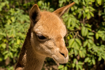 Alpaca