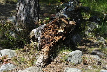 Fallen tree trunk. Old tree. The very old trunk of tree. Cracked wood. Dead wood. Close up an old stump pattern texture. Cracks in the fallen tree