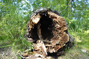 Fallen tree trunk. Old tree. The very old trunk of tree. Cracked wood. Dead wood. Close up an old stump pattern texture. Cracks in the fallen tree