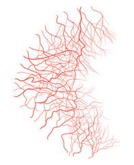 eye vein vector symbol icon design. Beautiful illustration isolated on white background