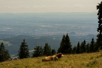 Graz vom Sch&ouml;ckl gesehen
