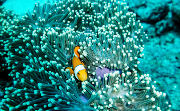 Clown Fish In Reef