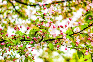 Closeup of light pink cherry blossoms with bokeh and rain drops on leaves