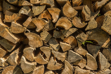 Forest background