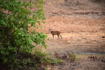 Rusa alfredi, gefleckter Hirsch, spottet deer
