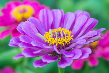 Obraz premium Vibrant horizontal macro, closeup of purple and pink Zinnia with bright yellow centers. violacae cav. Shallow depth of field with green background