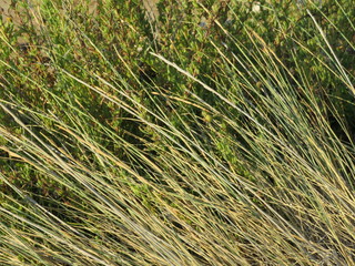 vegetazione sulla sabbia