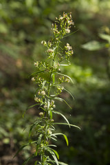 plant, flower yellow, nature, spider, green, spring, flora, garden, leaf, summer, bloom, macro