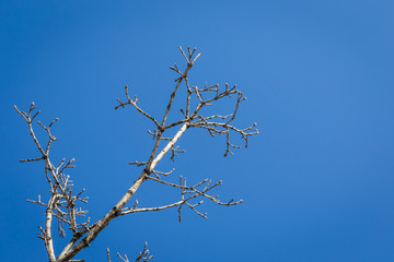 tree and sky