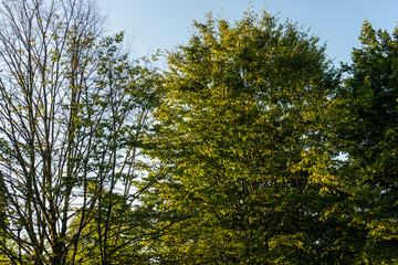 light green tree in park with sky at a summer evening