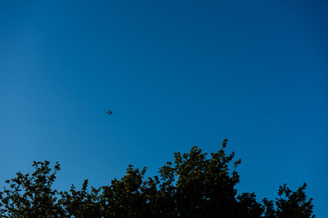 tree with blue sky and plane in the back