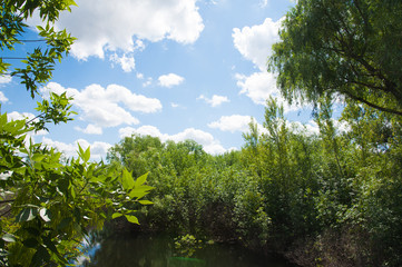 Summer landscape on the river bank