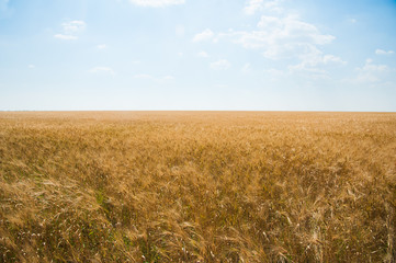 Gold wheat field