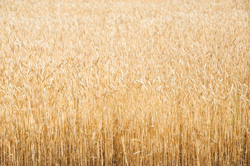 Fototapeta premium Wheat field