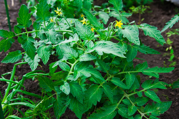 Growing tomatoes on bed