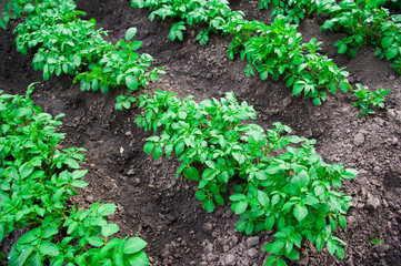 Potato plants field