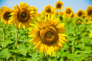 Sunflower field. Summer landscape