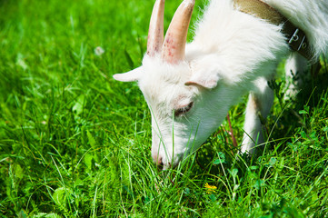 Obraz premium Domestic goats outdoor