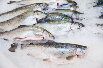 Pile of fish on ice