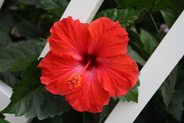 Hibiskus rot © Michael