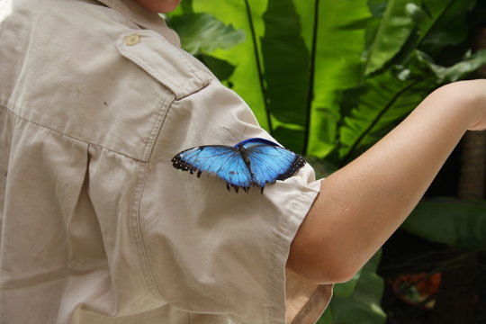 blauer morpho