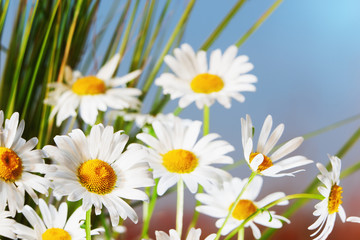 Fototapeta premium Chamomile among flowers