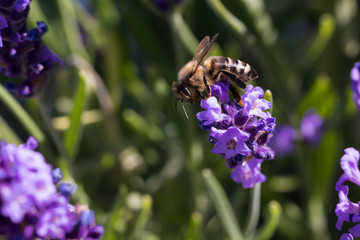 Biene auf Lavendel