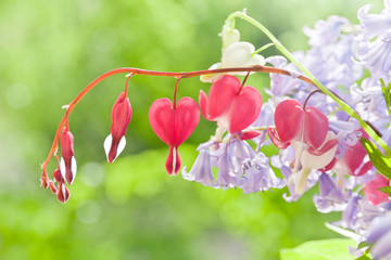 Fototapeta premium Tränendes Herz