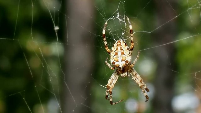 Spider hanging on the web. Insect predator - a symbol of tenacity and netting. Arthropod a large spider waits for prey.
