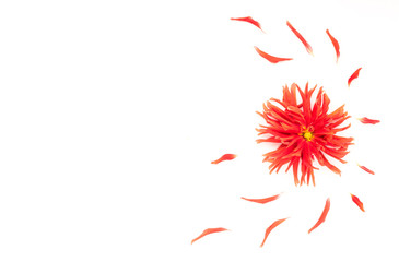 Red dahlias flowers and flowers petals on white background. Flat lay, top view