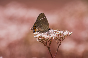 Thècle de l'orme (Satyrium w-album)
