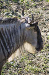 Antylopa Gnu © Asfodel