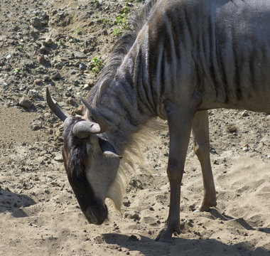 Fototapeta Antylopa Gnu