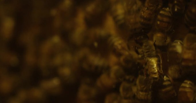 Bees in a beehive buzzing around - close up