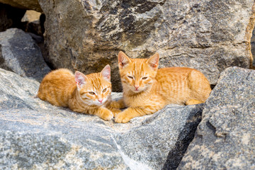 Fototapeta na wymiar Two cute kittens playing on the stone