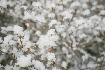 Blossom of snow