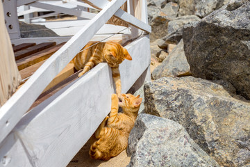 Two cute kittens playing on the stone