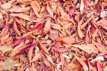 background texture sage chestnut leaves close-up in autumn in cloudy weather