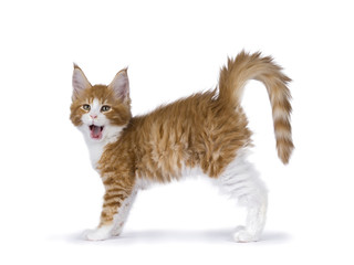 Yawning red and white maine coon kitten standing yawning isolated on white