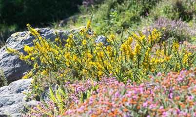 Common gorse (Ulex europaeus) Galicia, Spain